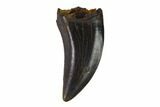 Serrated Theropod Tooth - South Dakota #144035-1